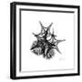 Gray Starfish 2-Albert Koetsier-Framed Art Print