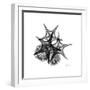 Gray Starfish 2-Albert Koetsier-Framed Art Print