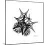 Gray Starfish 2-Albert Koetsier-Mounted Art Print