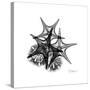 Gray Starfish 2-Albert Koetsier-Stretched Canvas