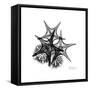 Gray Starfish 2-Albert Koetsier-Framed Stretched Canvas