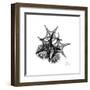 Gray Starfish 2-Albert Koetsier-Framed Art Print