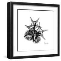 Gray Starfish 2-Albert Koetsier-Framed Art Print