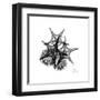 Gray Starfish 2-Albert Koetsier-Framed Art Print