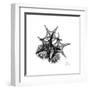 Gray Starfish 2-Albert Koetsier-Framed Art Print