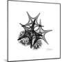 Gray Starfish 2-Albert Koetsier-Mounted Art Print