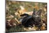 Gray tabby cat and autumn leaves.-Scott T. Smith-Mounted Photographic Print