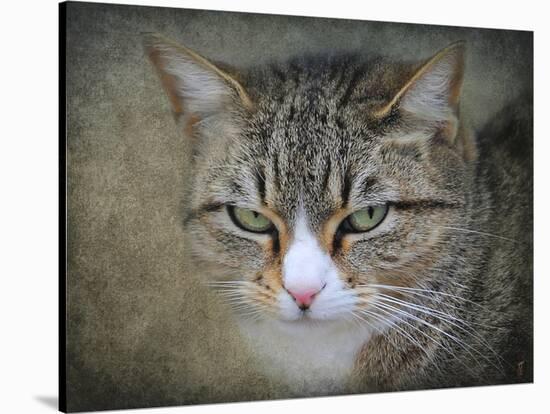 Gray Tabby Cat Portrait-Jai Johnson-Stretched Canvas