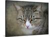 Gray Tabby Cat Portrait-Jai Johnson-Stretched Canvas