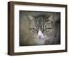 Gray Tabby Cat Portrait-Jai Johnson-Framed Giclee Print