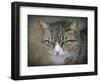 Gray Tabby Cat Portrait-Jai Johnson-Framed Giclee Print