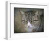 Gray Tabby Cat Portrait-Jai Johnson-Framed Giclee Print