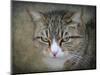 Gray Tabby Cat Portrait-Jai Johnson-Mounted Giclee Print