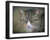 Gray Tabby Cat Portrait-Jai Johnson-Framed Giclee Print