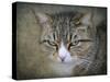 Gray Tabby Cat Portrait-Jai Johnson-Stretched Canvas