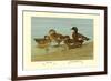 Gray Teal and Chestnut-Breasted Teal-Allan Brooks-Framed Premium Giclee Print