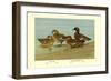 Gray Teal and Chestnut-Breasted Teal-Allan Brooks-Framed Art Print