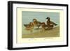 Gray Teal and Chestnut-Breasted Teal-Allan Brooks-Framed Art Print