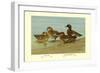 Gray Teal and Chestnut-Breasted Teal-Allan Brooks-Framed Art Print