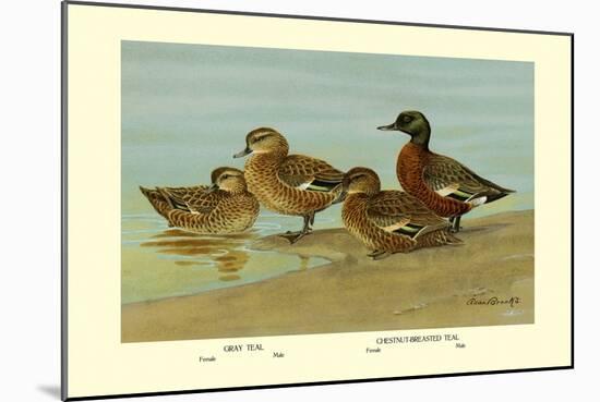 Gray Teal and Chestnut-Breasted Teal-Allan Brooks-Mounted Art Print