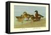 Gray Teal and Chestnut-Breasted Teal-Allan Brooks-Framed Stretched Canvas
