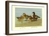 Gray Teal and Chestnut-Breasted Teal-Allan Brooks-Framed Art Print