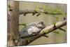 Gray Tree Frog on Tree, Little Black Slough, Cache River Sna, Il-Richard ans Susan Day-Mounted Photographic Print