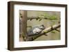 Gray Tree Frog on Tree, Little Black Slough, Cache River Sna, Il-Richard ans Susan Day-Framed Photographic Print