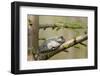 Gray Tree Frog on Tree, Little Black Slough, Cache River Sna, Il-Richard ans Susan Day-Framed Photographic Print