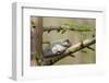 Gray Tree Frog on Tree, Little Black Slough, Cache River Sna, Il-Richard ans Susan Day-Framed Photographic Print