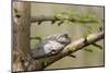 Gray Tree Frog on Tree, Little Black Slough, Cache River Sna, Il-Richard ans Susan Day-Mounted Photographic Print