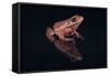 Gray Tree Frog-DLILLC-Framed Stretched Canvas