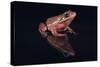 Gray Tree Frog-DLILLC-Stretched Canvas