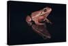Gray Tree Frog-DLILLC-Stretched Canvas