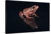 Gray Tree Frog-DLILLC-Stretched Canvas