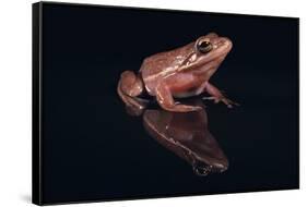 Gray Tree Frog-DLILLC-Framed Stretched Canvas