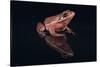 Gray Tree Frog-DLILLC-Stretched Canvas