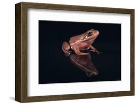 Gray Tree Frog-DLILLC-Framed Photographic Print