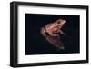 Gray Tree Frog-DLILLC-Framed Photographic Print