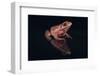 Gray Tree Frog-DLILLC-Framed Photographic Print