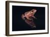 Gray Tree Frog-DLILLC-Framed Photographic Print