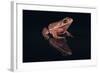 Gray Tree Frog-DLILLC-Framed Photographic Print