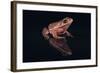 Gray Tree Frog-DLILLC-Framed Photographic Print