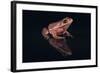 Gray Tree Frog-DLILLC-Framed Photographic Print