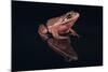 Gray Tree Frog-DLILLC-Mounted Photographic Print