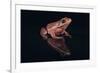 Gray Tree Frog-DLILLC-Framed Photographic Print