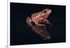 Gray Tree Frog-DLILLC-Framed Photographic Print