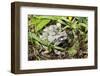 Gray Treefrog-Lynn M^ Stone-Framed Photographic Print