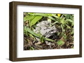 Gray Treefrog-Lynn M^ Stone-Framed Photographic Print