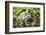 Gray Treefrog-Lynn M^ Stone-Framed Photographic Print